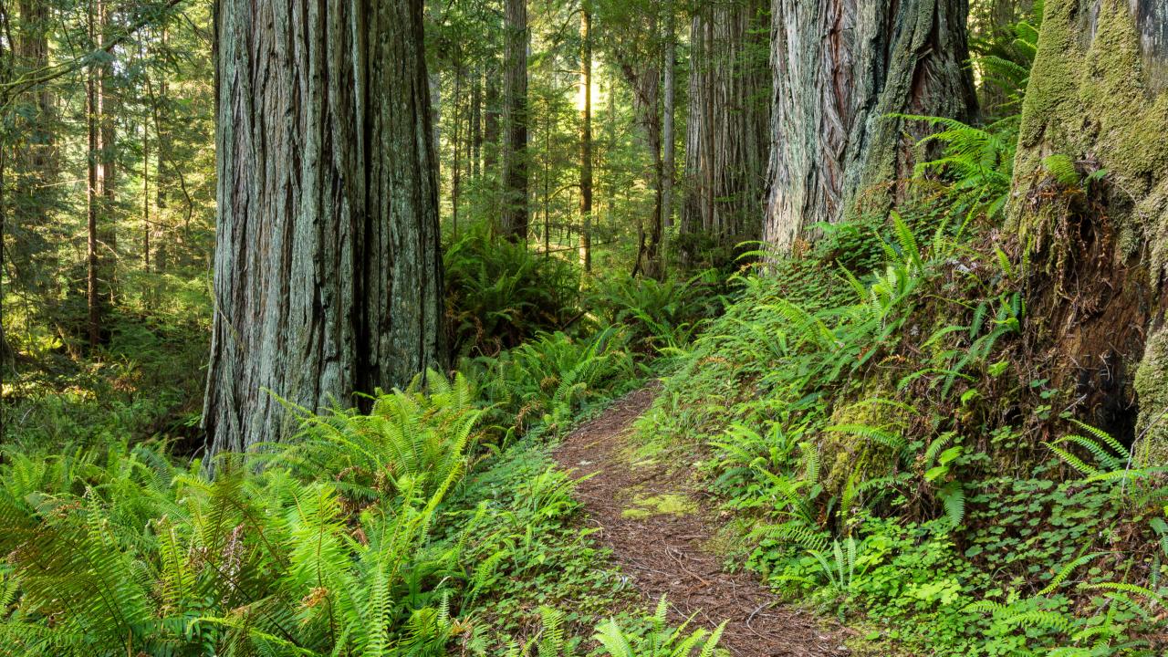 redwoods trees and trail