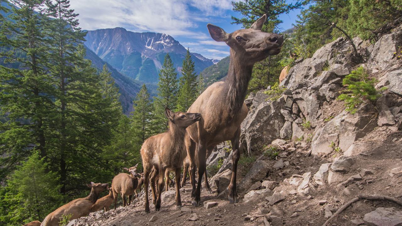 Migrating Elk Photo from Berkeley News Article Migrating Elk in Yellowstone